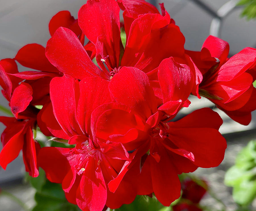 Red Geranium Photograph #2 Photograph by Kimberly Walker