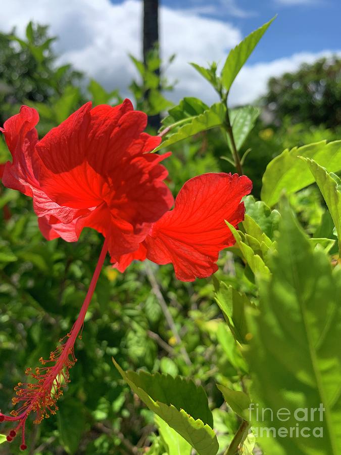 Red Hibiscus Photograph - Red Hibiscus  #2 by Dorota Nowak