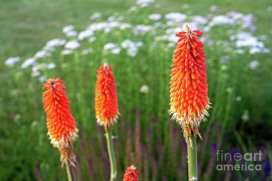 Red Hot Pokers #2 Photograph by William Kuta