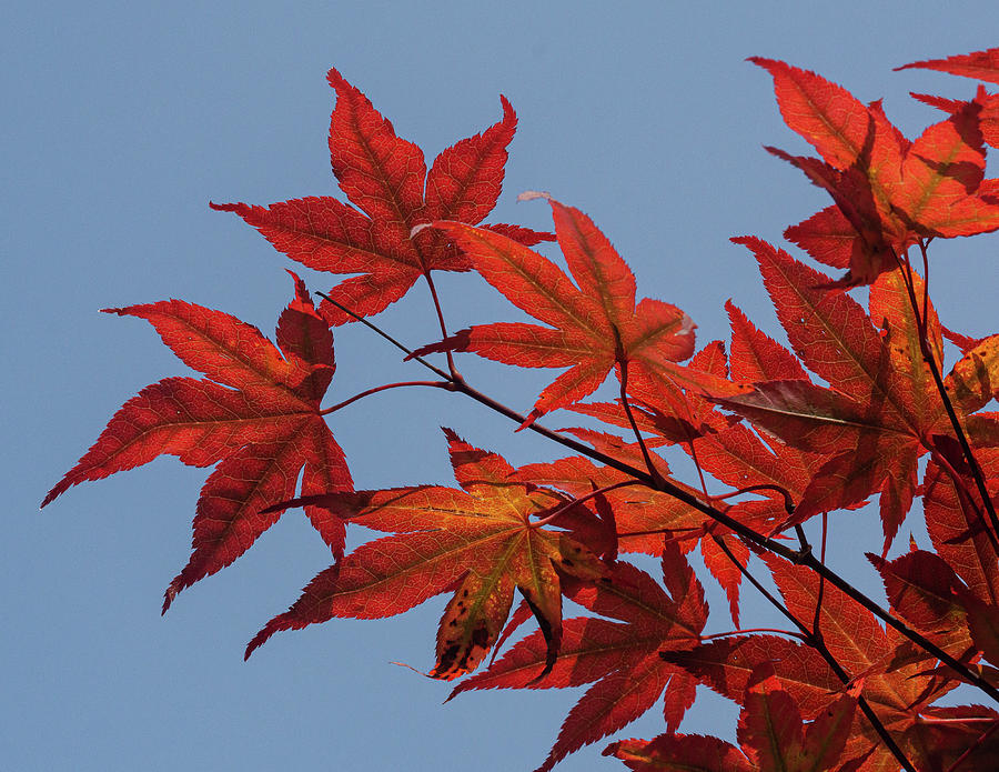 Red Leaves #3 Photograph by David Morehead