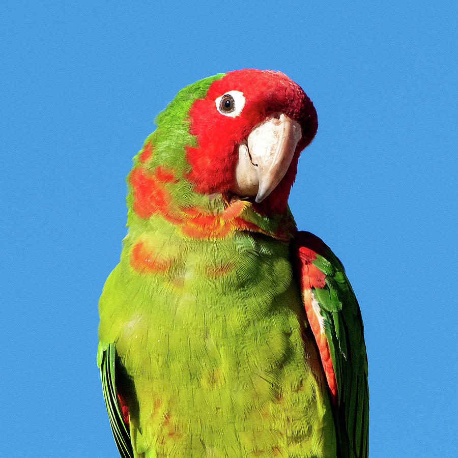 Red-masked Parakeet #3 Photograph by Ken Stampfer