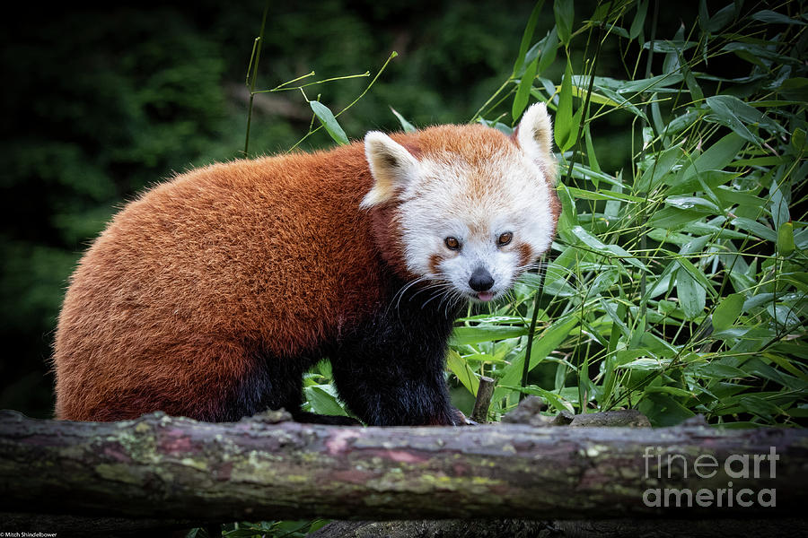 Red Panda Portrait Photograph