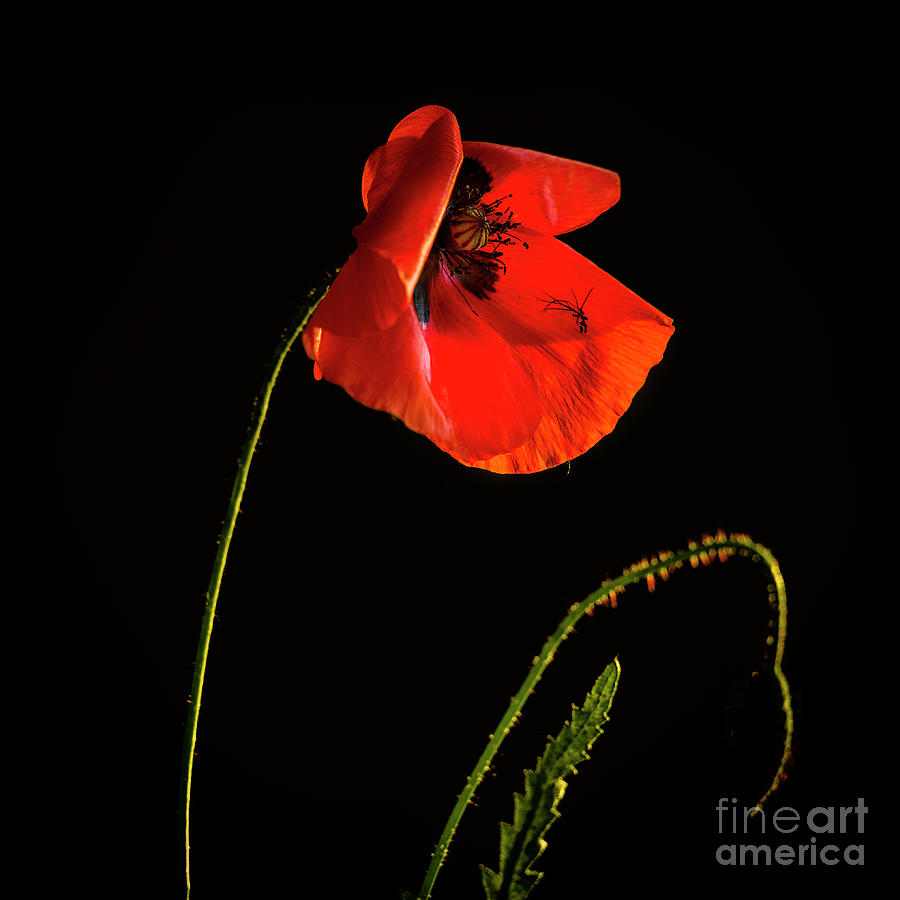 Poppy Photograph - Red poppy #2 by Bernard Jaubert