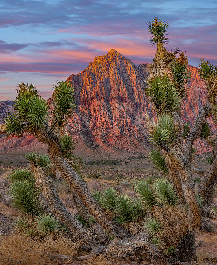 Red Rock Canyon National Conservation Area, Nevada, USA #2 Photograph by Tim Fitzharris