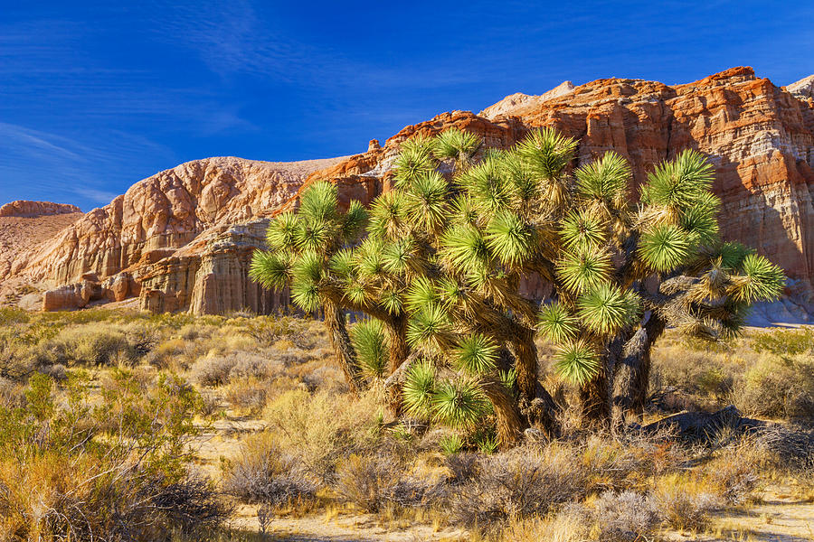 Red Rock Canyon State Park, California #2 Photograph by David H. Carriere