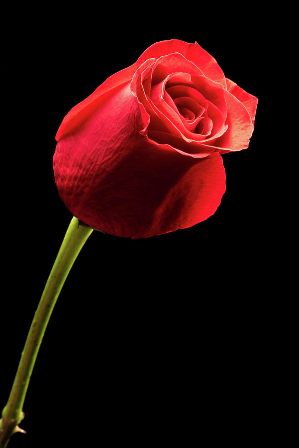 Red rose flower isolated on black background #2 Photograph by Philippe Lejeanvre