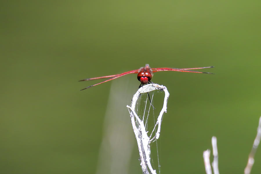 Red Saddlebag Dragonfly #2 Photograph by Brook Burling
