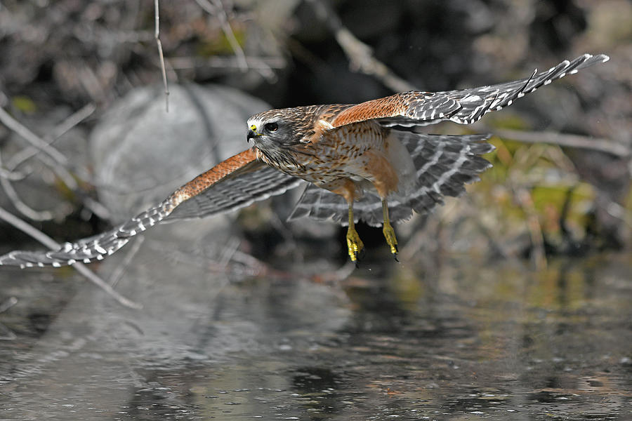 Red-shouldered Hawk #1 Photograph by Asbed Iskedjian