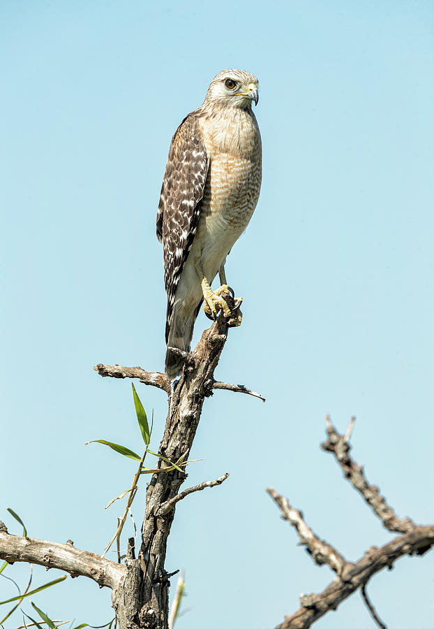 Red Shouldered Hawk #2 Photograph by Fran Gallogly