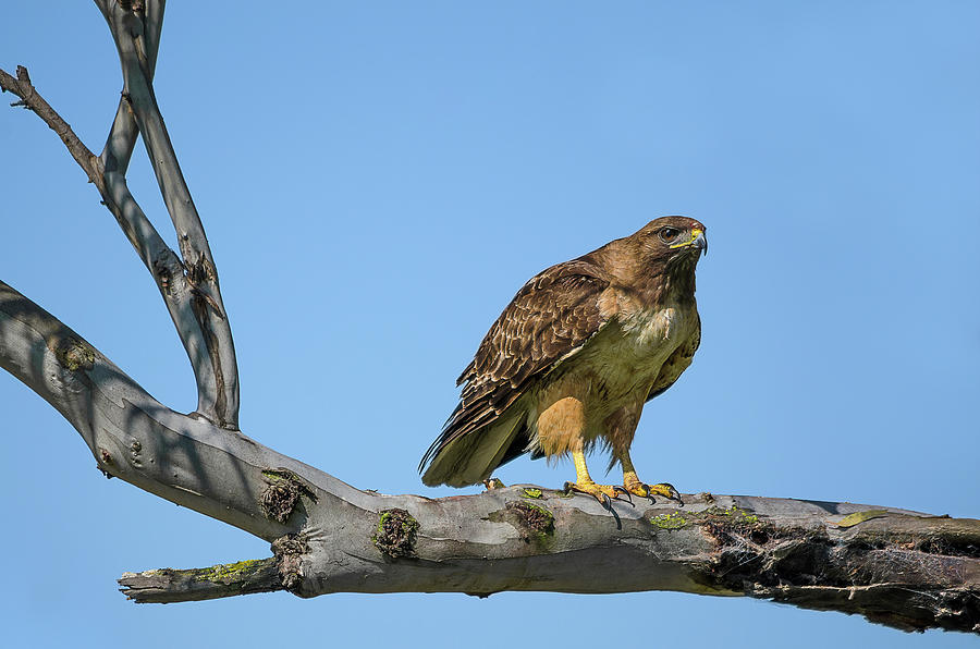 Red-shouldered Hawk #2 Photograph by Linda Villers