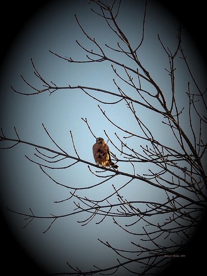 Red-Shouldered Hawk #2 Photograph by Richard Thomas