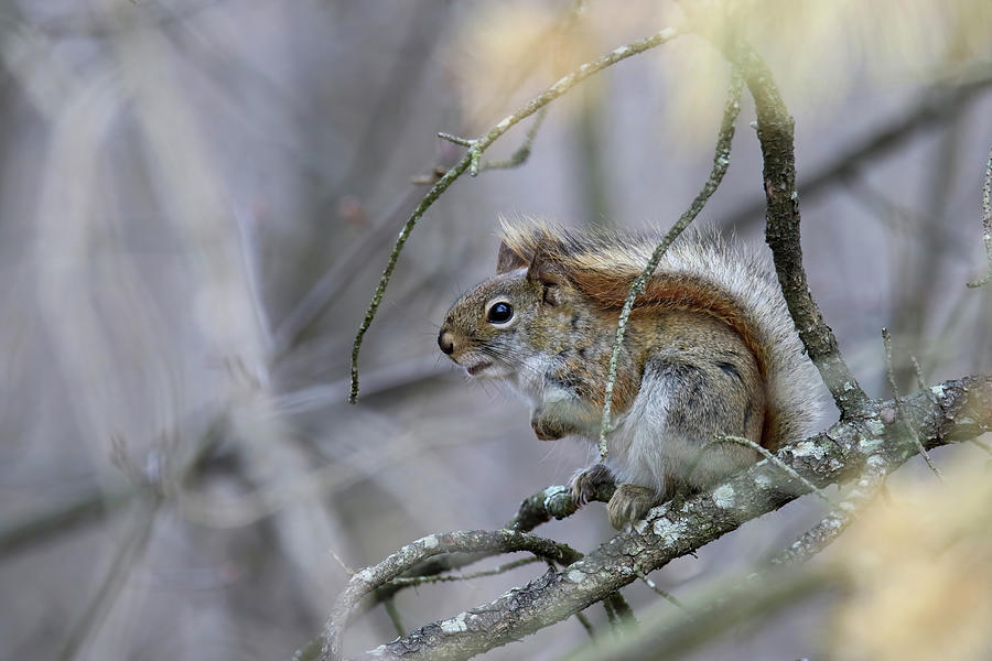 Red Squirrel #2 Photograph by Brook Burling