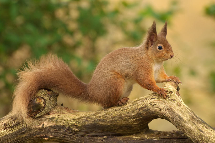 Red Squirrel #2 Photograph by Gavin MacRae