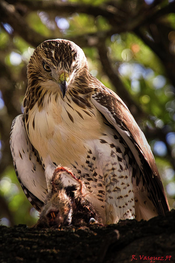 Red-Tail Hawk with Prey Photograph by Rene Vasquez