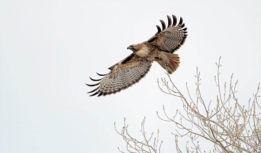 Red Tailed Hawk 7 Photograph by Rick Mosher