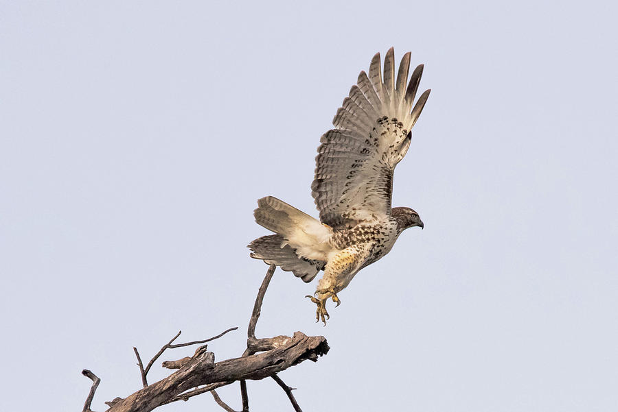 Red Tailed Hawk Photograph by Christopher Bjornberg - Fine Art America