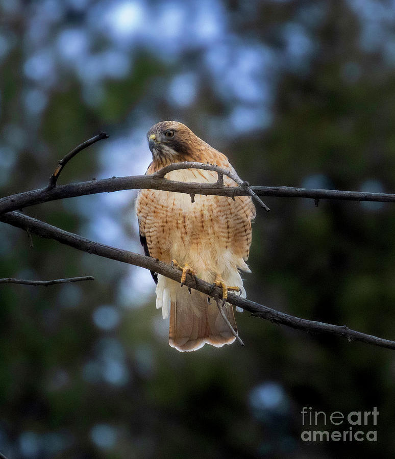 Red Tailed Hawk in Eleven Mile Canyon #2 Photograph by Steven Krull