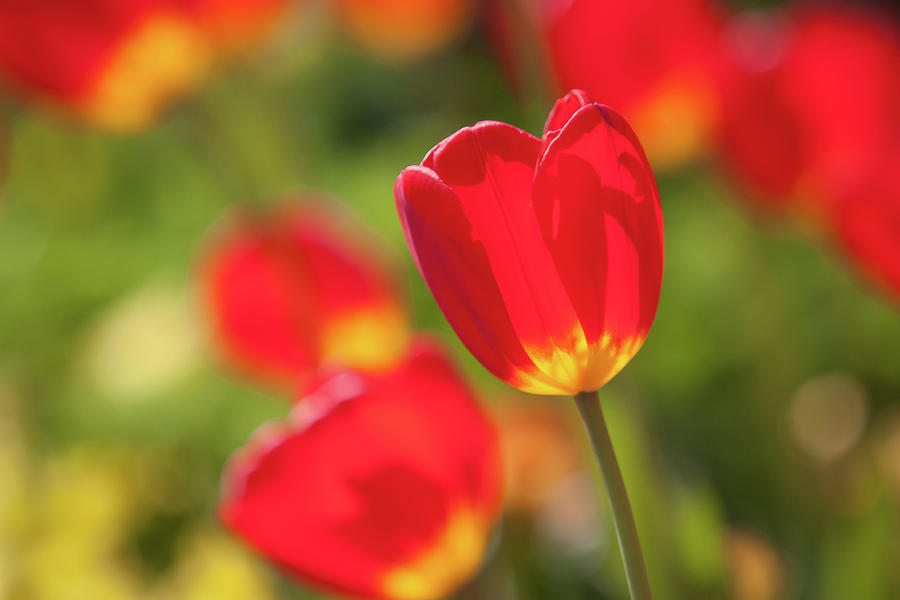 Red Tulip Garden Photograph by Mark Chandler - Fine Art America