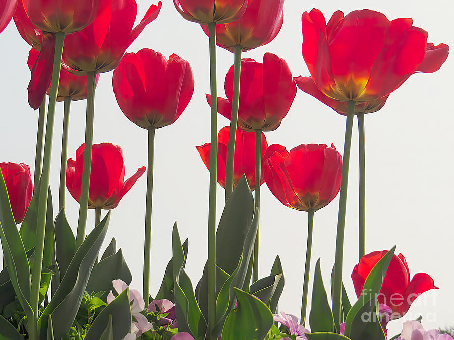 Red Tulips #2 Photograph by Scott Cameron
