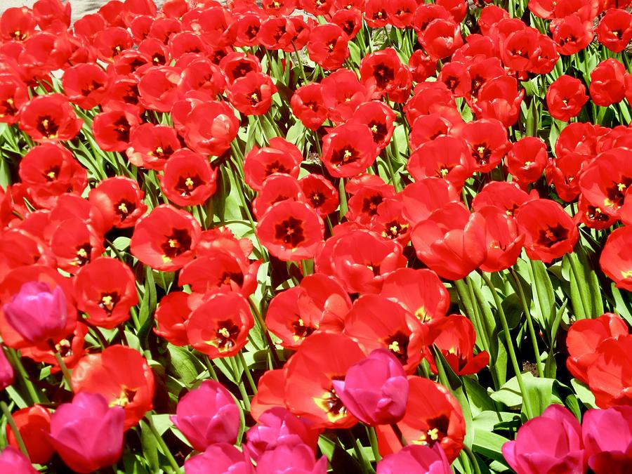 Flower Photograph - Red Tulips #2 by Stephanie Moore