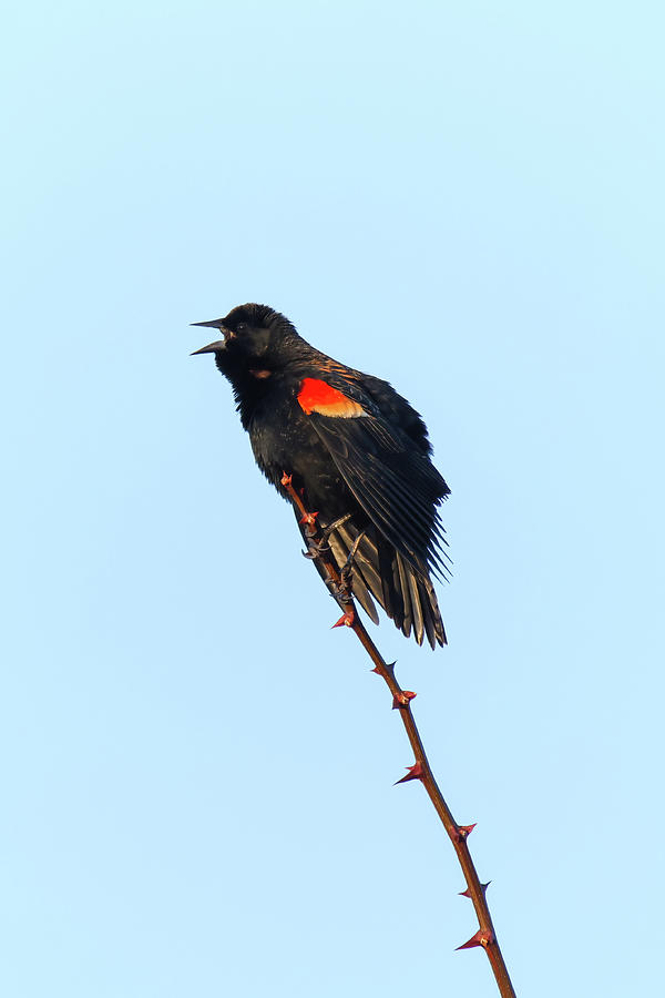 Red Winged Blackbird #2 Photograph by Brook Burling