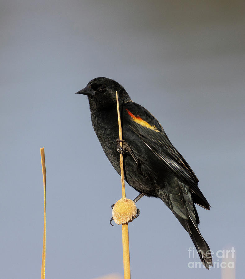 Red-Winged Blackbird #2 Photograph by Steven Krull