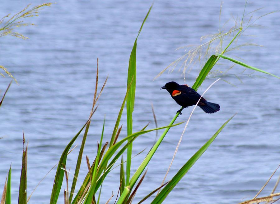 Red-Winged Blackbird #2 Photograph by Warren Thompson