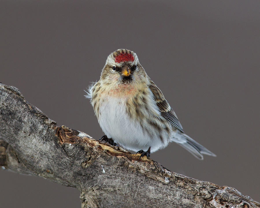 Redpoll #2 Photograph by Timothy McIntyre