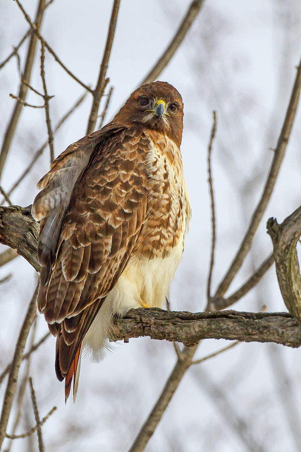 Redtail #2 Photograph by Timothy McIntyre