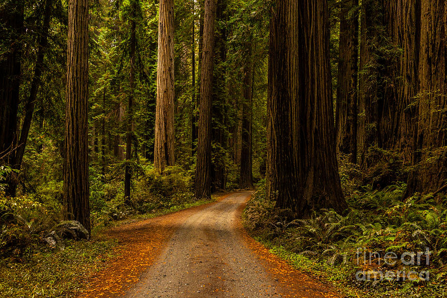 Redwoods #2 Photograph by Billy Bateman