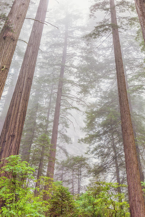 Redwoods in the Mist #2 Photograph by Andrew Soundarajan