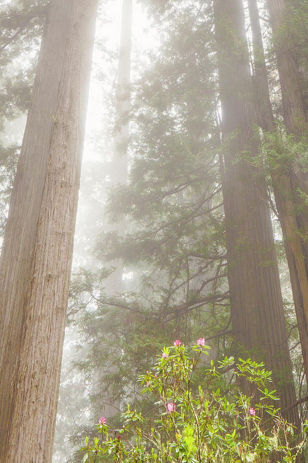 Redwoods in the Spring #2 Photograph by Andrew Soundarajan