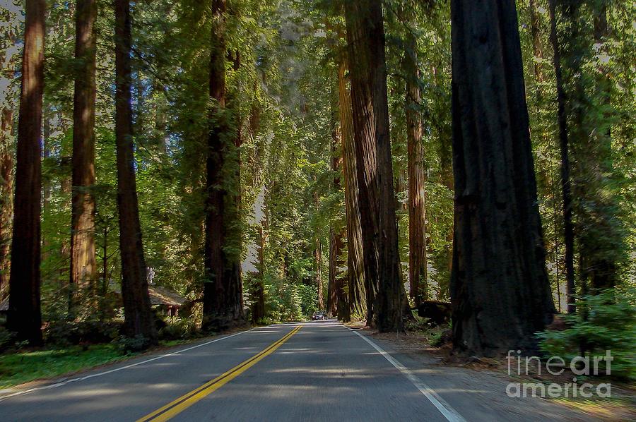 Redwoods #2 Digital Art by Tammy Keyes