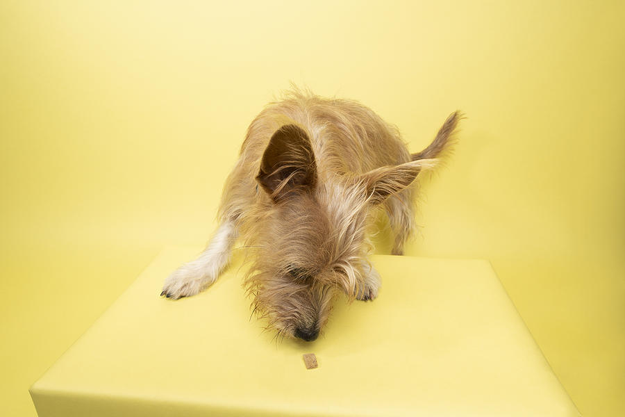 Rescue Animal - Cairn Terrier/Corgi mix #2 Photograph by Amandafoundation.org