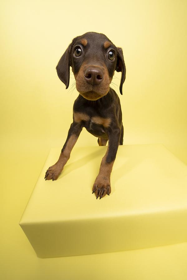 Rescue Animal - cute chocolate and tan Doberman puppy #2 Photograph by Amandafoundation.org