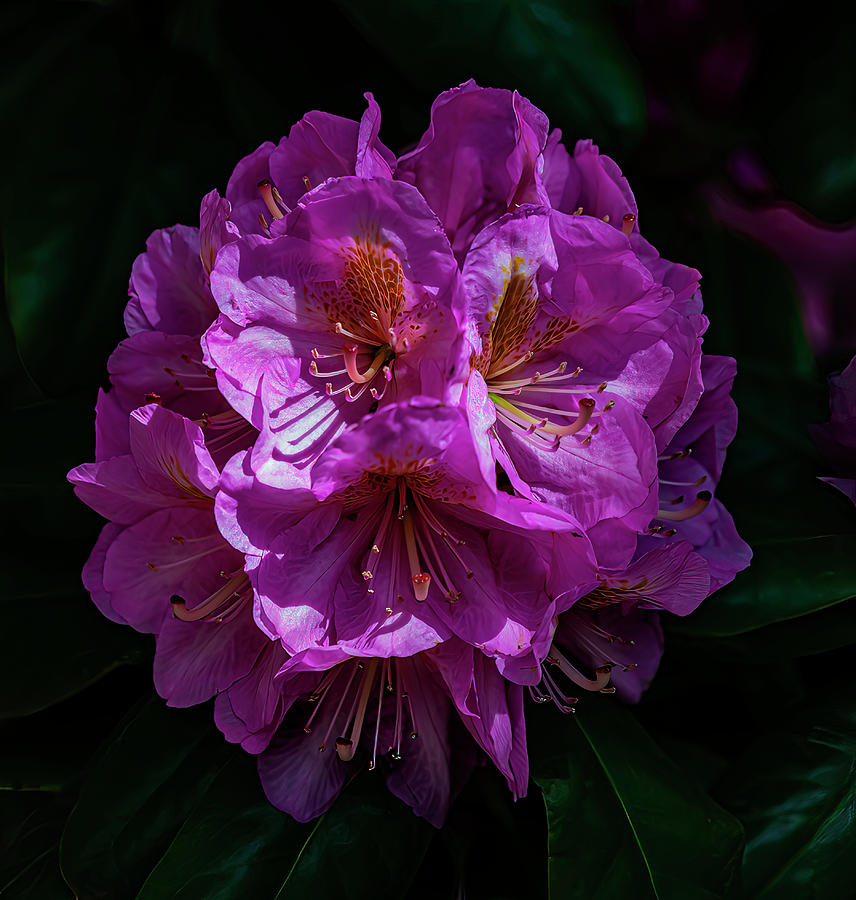 Nature Photograph - Rhododendron #2 by Robert Ullmann