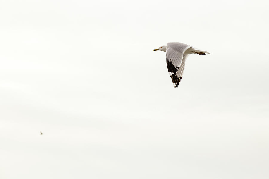 Ring-billed Gull in flight #2 Photograph by SAURAVphoto Online Store