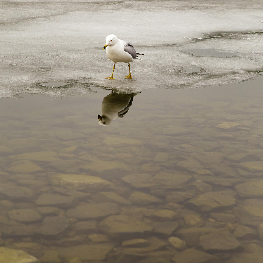 Ring-billed Gull reflection #2 Photograph by SAURAVphoto Online Store