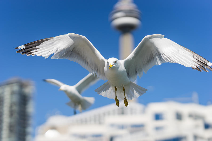 Ring-billed seagulls on a sunny day at the Toronto Harbourfront, Lake Ontario. #2 Photograph by Oleksandra Korobova