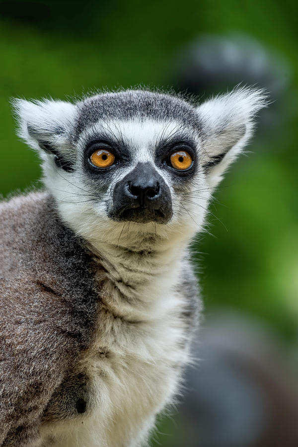Ring tailed lemur #2 Photograph by Kuni Photography