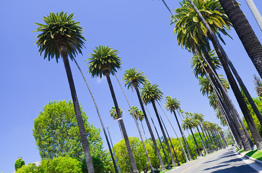 Road with palm trees in Los Angeles County #2 Photograph by Gregobagel
