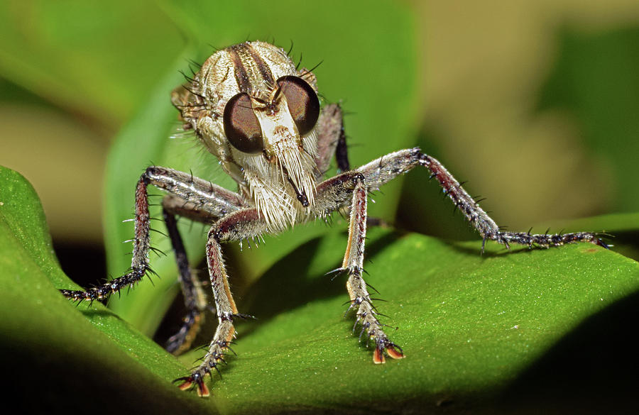 Robber Fly #2 Photograph by Larah McElroy