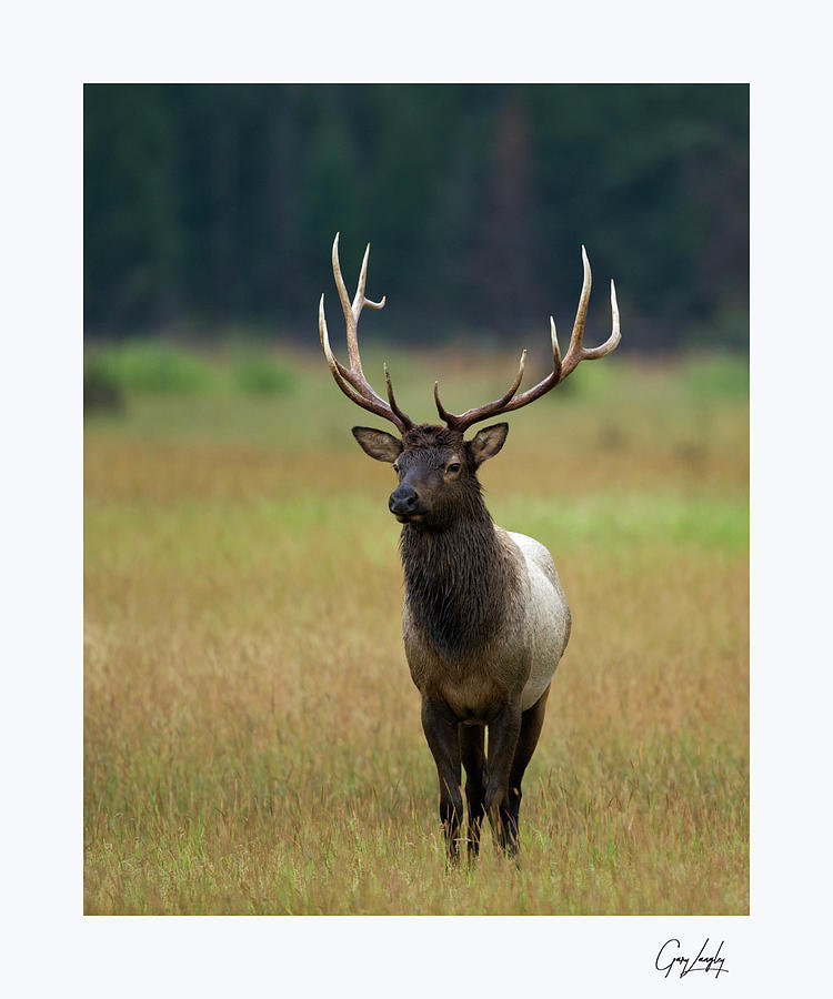 Rocky Mountain Bull Elk 6x6  #2 Photograph by Gary Langley