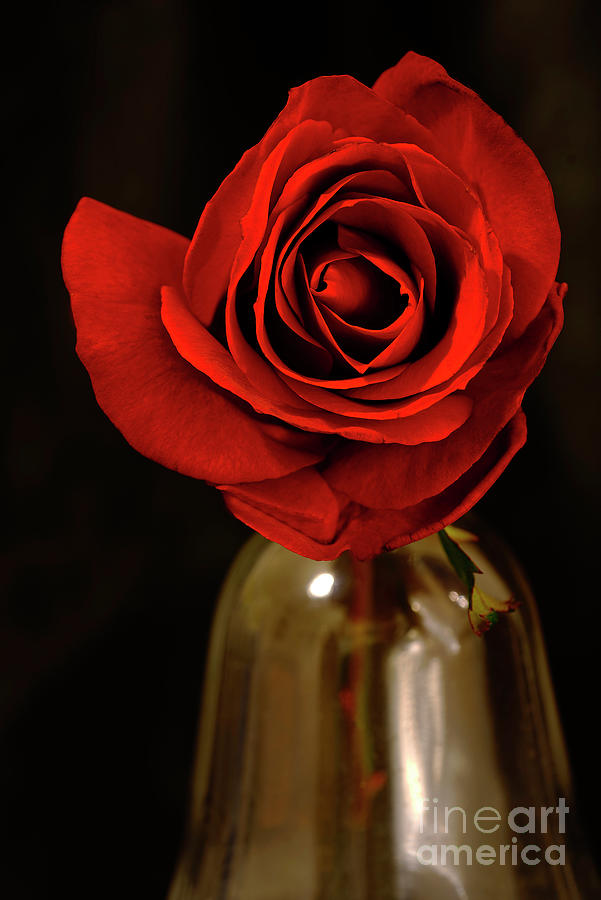 Rose # 6. Photograph