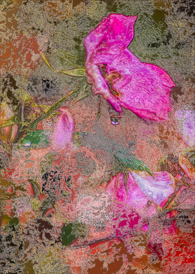 Rose After a Rain Storm #3 Digital Art by Cordia Murphy