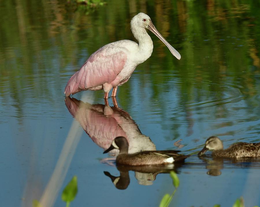 Roseate Spoonbill Photograph By David Campione Fine Art America   2 Roseate Spoonbill David Campione 