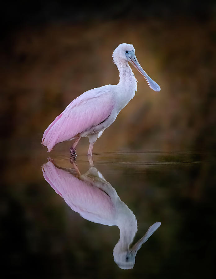 Roseate Spoonbill #2 Photograph by James Capo