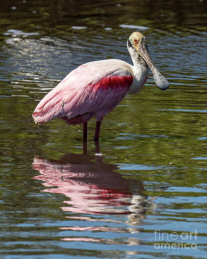 Roseate Spoonbill #2 Photograph by Rodney Cammauf