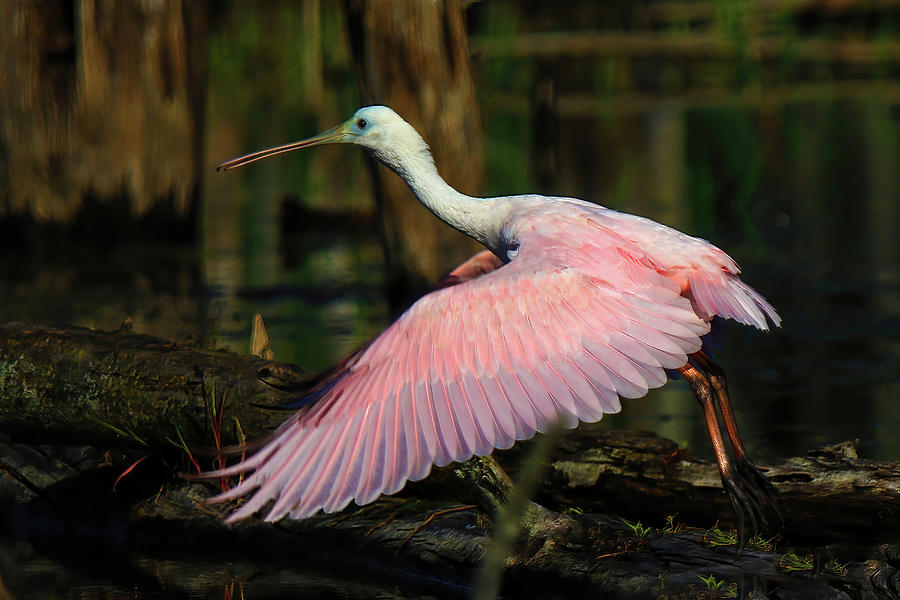 Roseate Spoonbill #2 Photograph by Shixing Wen