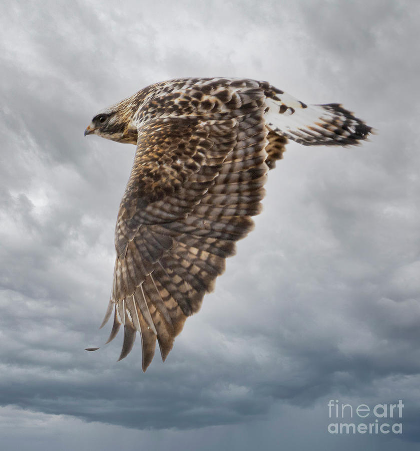Rough Legged Hawk In Flight Photograph